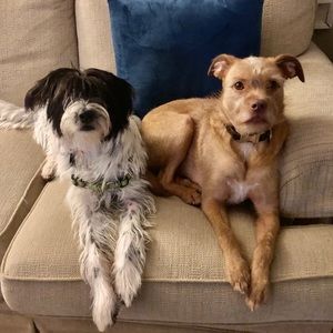 Meet your Posher, Alison